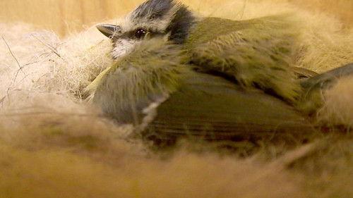 Springwatch Season 10 Episode 4 - Episode 4