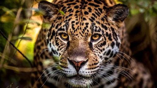 Jonahs dyreverden Season 2 Episode 6 - Episode 6