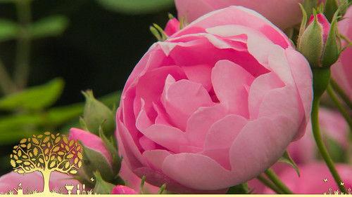 Gardeners' World Season 55 Episode 16 - Episode 16