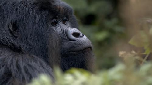 60 Minutes Season 54 Episode 11 - 11/28/2021: Hazing, Saving the Mountain Gorillas, Rita Moreno