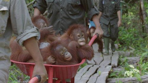 Orangutan Jungle School Season 2 Episode 3 - Kesi Turns a Corner