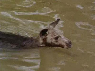 Skippy the Bush Kangaroo Season 1 Episode 27 - The Last Chance