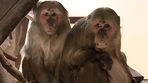 Monkey Business Season 6 Episode 3 - Episode 3