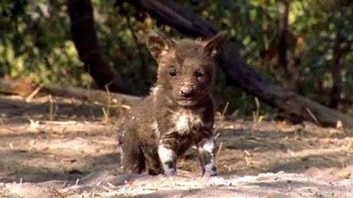 Natural World Season 20 Episode 10 - A Wild Dog's Story