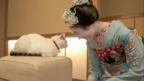 A Cat's-Eye View of Japan Season 2 Episode 19 - Kyoto: Enjoying a Hot Summer