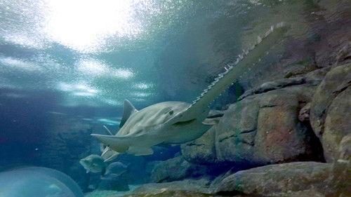 Modern Dinosaurs Season 1 Episode 6 - Violent Seas