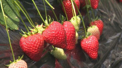 Trails to Oishii Tokyo Season 2 Episode 9 - STRAWBERRIES