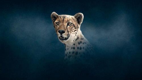 Dynasties Season 2 Episode 3 - Cheetah