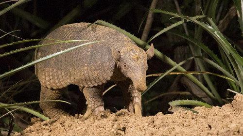Nature Season 35 Episode 14 - Hotel Armadillo