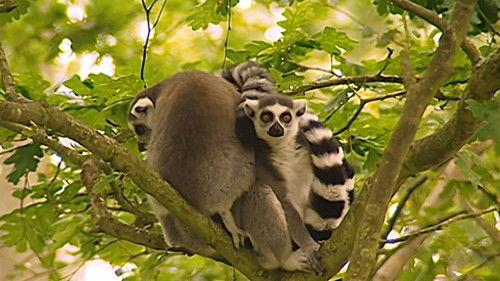 Monkey Business Season 6 Episode 5 - Episode 5