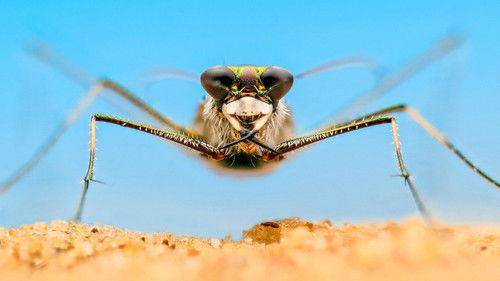 A Real Bug's Life Season 2 Episode 2 - Life's a Beach