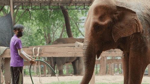 The Wizard of Paws Season 4 Episode 12 - Love & Elephants Part 3