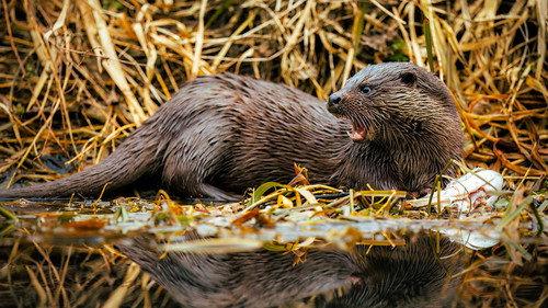 Springwatch Season 21 Episode 1 - Episode 1