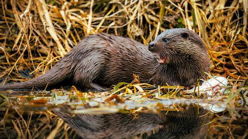 Springwatch Season 21 Episode 1 - Episode 1
