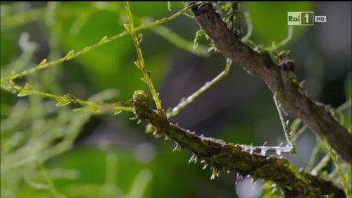 Superquark Season 22 Episode 1 - Episode 1