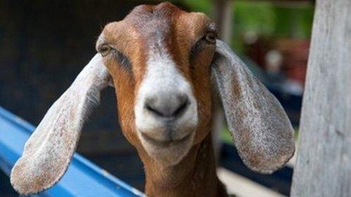 The Incredible Dr. Pol Season 7 Episode 7 - Hook, Feline and Sinker