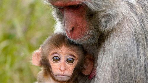 Animal Park Season 20 Episode 14 - Summer 2022: Episode 14