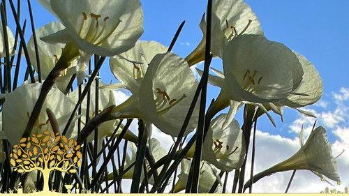 Gardeners' World Season 56 Episode 1 - Episode 1