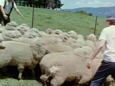 Skippy the Bush Kangaroo Season 1 Episode 19 - The Rustlers