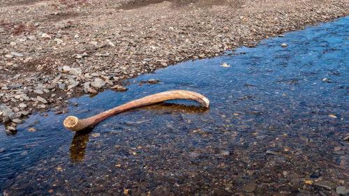 Secrets in the Ice Season 4 Episode 3 - Woolly Mammoths Last Stand