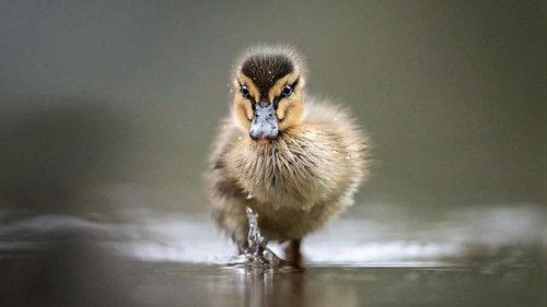 Springwatch Season 18 Episode 1 - Episode 1