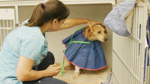 Animal ER Season 1 Episode 5 - Chaos in the OR