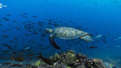 Superquark Season 28 Episode 1 - The ocean