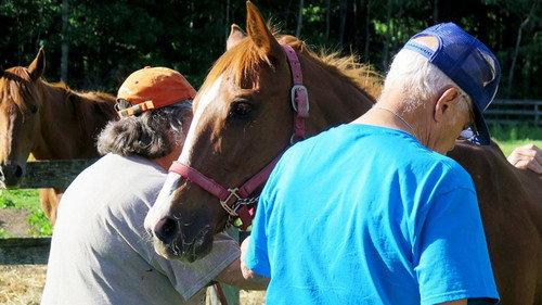 The Incredible Dr. Pol Season 10 Episode 7 - Sheep-a-Dee-Doo-Dah