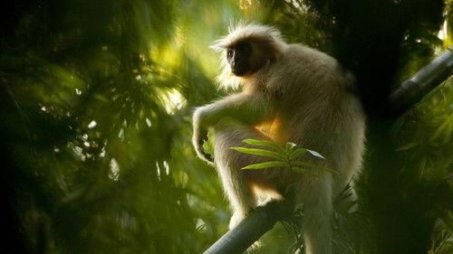 Secrets of Wild India Season 1 Episode 1 - Elephant Kingdom