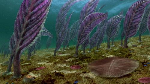 NOVA Season 40 Episode 16 - Australia's First 4 Billion Years: Life Explodes