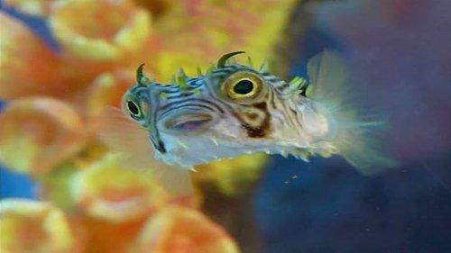 Tanked Season 2 Episode 2 - Old School vs. New School