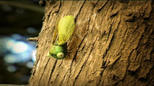Minuscule: The Private Life of Insects Season 1 Episode 37 - Cicada's Song