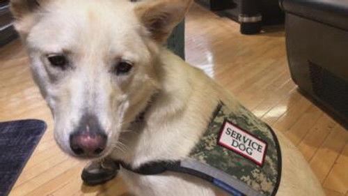 Customer Wars Season 3 Episode 22 - Not a Dog Person