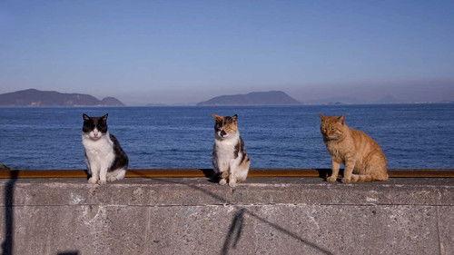 A Cat's-Eye View of Japan Season 3 Episode 6 - Okayama: A View of the Seto Inland Sea