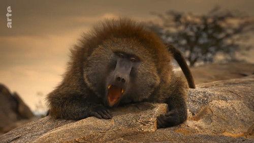 Serengeti - La grande cavalcade des animaux Season 1 Episode 1 - Episode 1