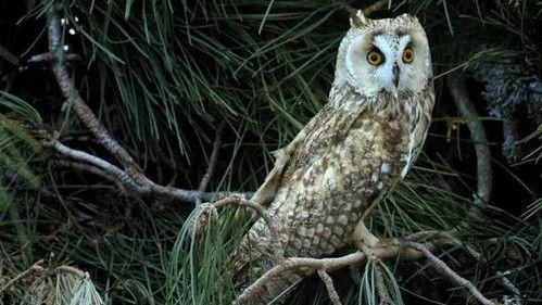 Jungle Planet Season 1 Episode 22 - Garden of the Gods: Mediterranean Pine Forest