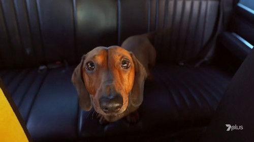 Fat Pizza: Back in Business Season 1 Episode 3 - Film Pizza