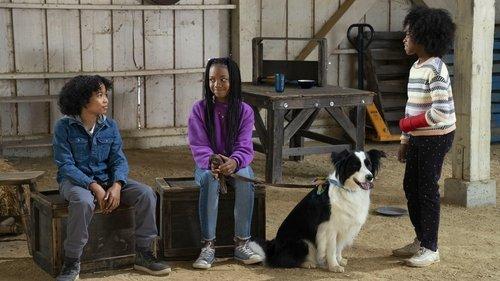 Puppy Place Season 2 Episode 7 - Flash