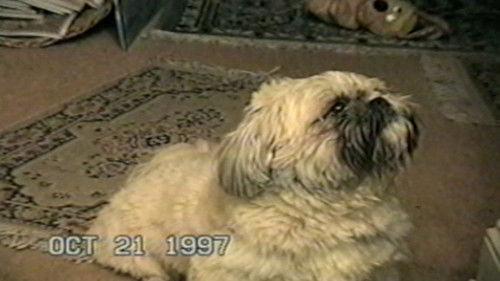 Funniest Pets & People Season 3 Episode 9 - Seize the Day