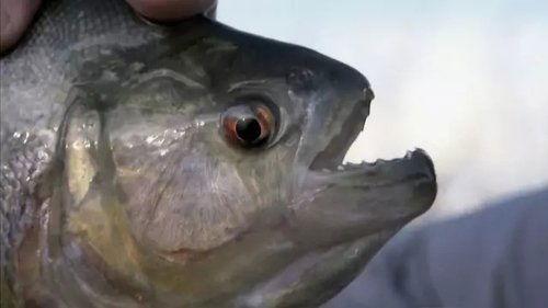 River Monsters Season 1 Episode 1 - Piranha