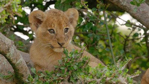 Mamas Season 1 Episode 7 - Lion