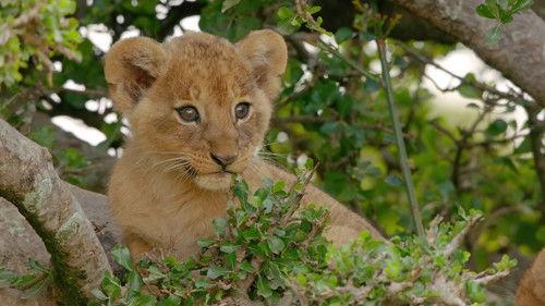 Mamas Season 1 Episode 7 - Lion