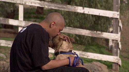 Pit Bulls and Parolees Season 2 Episode 2 - A Battle of Wills