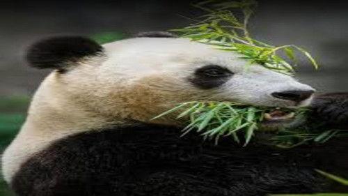 The Zoo: San Diego Season 1 Episode 5 - Panda-monium