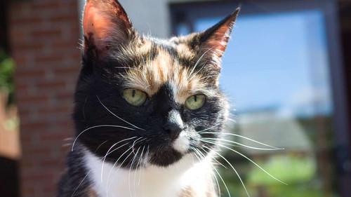 Cats of Claw Hill Season 1 Episode 7 - Cattitude