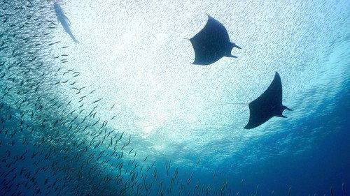 Great Blue Wild Season 2 Episode 4 - Indonesia: The Secret Lives of Manta Rays