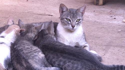 Homemade Season 1 Episode 13 - Johnny Ma