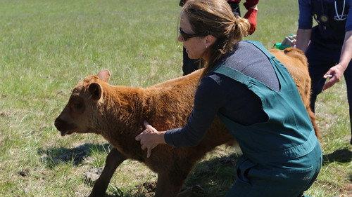 Dr. Oakley, Yukon Vet Season 4 Episode 6 - When Cows Fight Back
