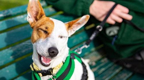 The Dog House Season 4 Episode 7 - Episode 7