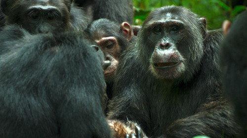Chimp Empire Season 1 Episode 3 - War